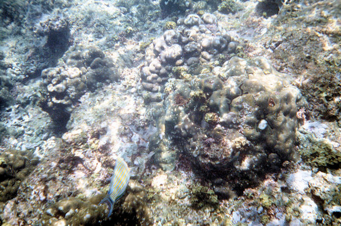 Seychellen Unterwasser-034.jpg